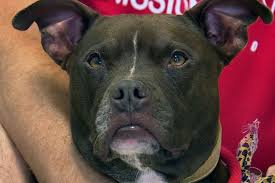 See more of kansas city puppies and dogs for adoption on facebook. Kansas City Man Moves In With Shelter Dog Plans To Stay There Until She Gets Adopted Abc News