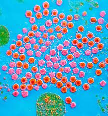 African swine fever affects only porcine species. African Swine Fever European Food Safety Authority