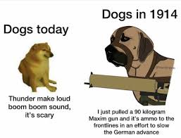 Oh No Why Won T They Let Me Take My Pocket Dog On The Plane Meme By Tomcatx21 Memedroid