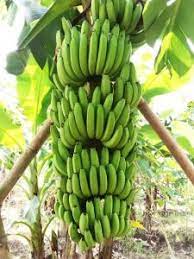 We did not find results for: Cara Mematangkan Pisang Cavendish Yang Baik Dan Benar Tips Petani