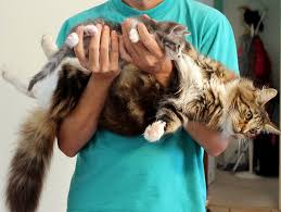 How Big Can Maine Coons Get Mainecoon Org