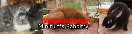 Rabbit Color Genetics Chart Minifluffs Caviary