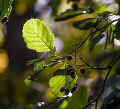The top of haleakala is at roughly 10,000 feet, which provides the cool temperatures that are ideal for red cedar, which isn't native to hawaii. Alder Trees Tree Facts Information Tree2mydoor Uk