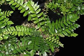 Image result for Pellaea