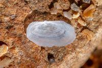 Image result for Galeomma