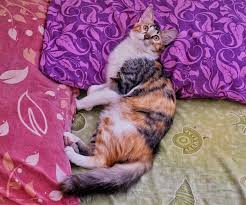 Banyak peneliti hewan mengatakan kucing jenis ini sudah sangat di kenal di. Berapa Harga Kucing Mix Dome Di Indonesia Quora