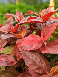 Image result for Acalypha paucifolia