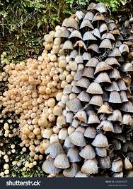 Image result for Coprinus sp.