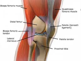 How tendons and connective tissue work. Fybru7ht30v7bm