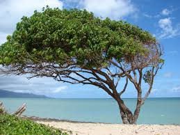 Image result for Thespesia populneoides