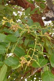 Image result for Pericopsis