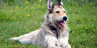 A berger picard needs an active family with time to give it exercise and keep it from getting bored. Berger Picard Dog Reviews Real Reviews From Real People