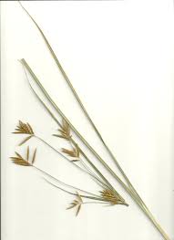 Image result for Cyperus tenuiculmis