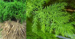 Image result for Asparagus racemosus