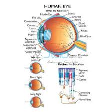 Eye Chart Diagram Get Rid Of Wiring Diagram Problem