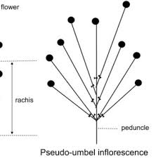 Image result for Ochna oxyphylla