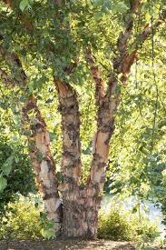 Birch Trees In Florida River Birch Live Stakes River Birch River Birch Trees Trees To Plant