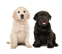 Do retriever puppies stay the same color? 2 085 Golden Labrador Puppies Photos Free Royalty Free Stock Photos From Dreamstime