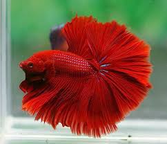Dsc05867 Betta Fish Betta Betta Fish Types