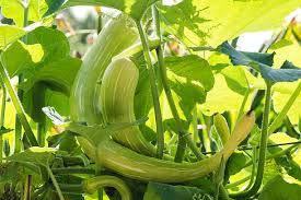 Image result for Cucurbita moschata