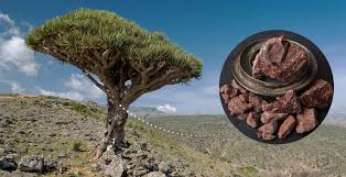 Dragon's blood, red resin obtained from the fruit of several palms of the genus daemonorops and used in colouring varnishes and lacquers. Dragon S Blood 5 Benefits Of An Ancient Remedy Dr Axe