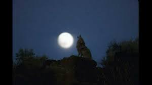 Maybe you would like to learn more about one of these? Coyote Howling Audio Youtube