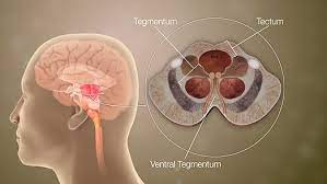 / brainstem special somatic sensory nuclei mediate hearing and positional equilibrium. Brainstem Wikiwand