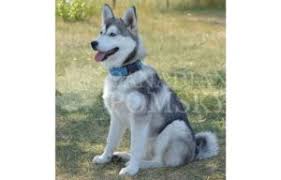 How Big Will Your Pomsky Get The Pomsky Guide