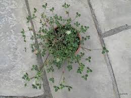 Image result for Trifolium