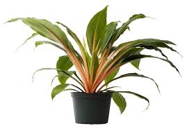 All turned out fine tho, so i wouldn't worry much. Black Leaves On Orange Spider Plant Laidback Gardener