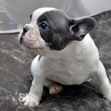 Contact lindor french bulldogs to purchase your purebred puppy today! Our Litters Blue Frenchies Uk