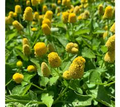Image result for Spilanthes
