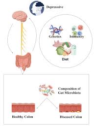 The relationship of depression, gut microbiota and colorectal ...