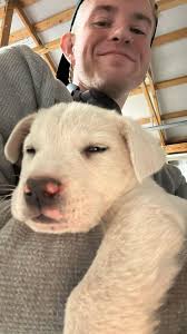 Needs help now! Can anyone foster???