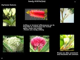 Image result for Myrtaceae