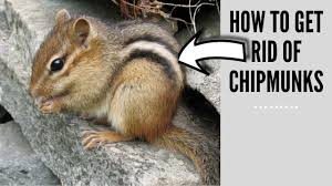 We did not find results for: How To Get Rid Of Chipmunks How I Get Rid Of