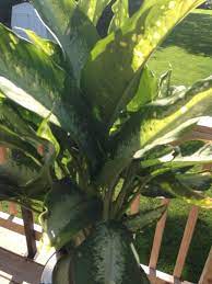 Dumb Cane Or Chinese Evergreen Dieffenbachia Or Aglaonema This Appears To Be A Dieffenbachia Or Chinese Evergreen We Can Plants Chinese Evergreen Dumb Cane