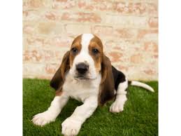 But let's start answering some questions people have been wondering for a long time. Basset Hound Puppies Petland Chicago Ridge