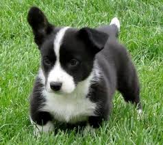 The first thing that you'll want to do when you bring home a black and white corgi puppy for sale is to take him outside. Black And White Corgi Puppy Cheap Buy Online