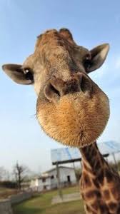 Cute Funny Giraffe Macro Face Animal Iphone 6 Wallpaper Funny Giraffe Pictures Animals Giraffe Pictures