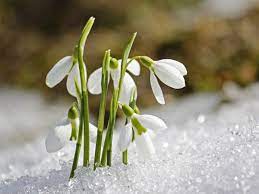 Ám télutón egy reggelen, csoda történik a hegyen: 10 Telen Kora Tavasszal Viragzo Hagymas Noveny Kertinfo