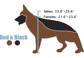 European German Shepherd Height And Weight West German Show