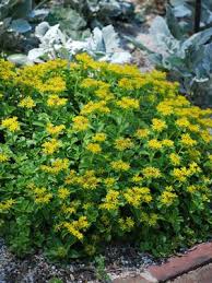Image result for Sedum