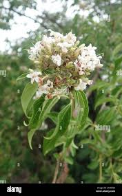 Image result for Volkameria glabra