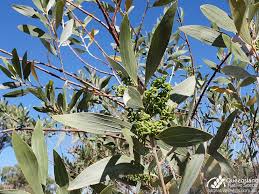 Image result for Rhynchosia holosericea