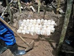 Cultiver Les Champignons Plants