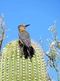 But when your cacti look a little sunken, your mind starts reeling: Gila Woodpecker Pat Bean S Blog