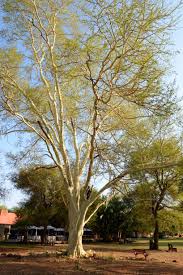 Image result for Acacia xanthophloea