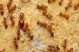Los ricos las llamaban hormigas colonas. Como Eliminar Las Hormigas De La Cocina De Tu Casa Zotal