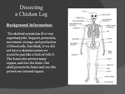 Check spelling or type a new query. Dissecting A Chicken Leg Birgit Self 4 13 09 Twu Educ Ppt Download